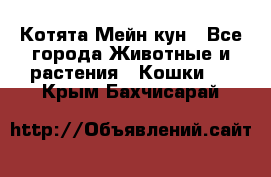 Котята Мейн кун - Все города Животные и растения » Кошки   . Крым,Бахчисарай